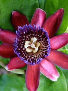 maroon red Passion Vine ‘Ruby Glow’ flower