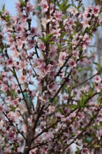 Peach Tree in bloom with sticks covered in pink flowers
