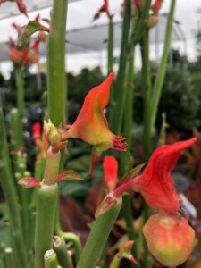 Pedilanthus Lady Slipper, succulent