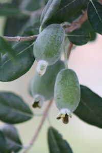 Pineapple Guava Tree showing fruit of the shrub