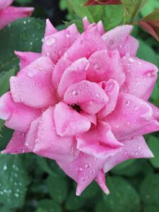 Pink Double Knock Out Rose