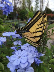 Plumbago and Butterfly