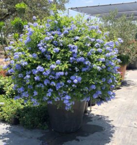 Plumbago with blue blooms in a Container