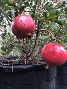 Pomegranate Tree with ripe Pomegrantes on it
