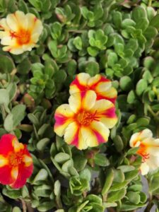 Portulaca Flowering Plant striped flower, Succulent, Groundcover