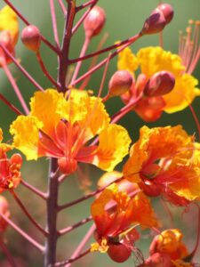 Pride of Barbados Caesalpinia Pulcherrima drought tolerant plant