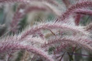 Purple Fountain Grass Ornamental Grass