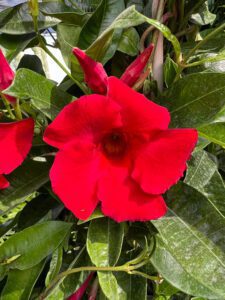 Red Mandevilla bloom