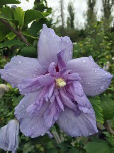 Rose of Sharon Althea bloom purple flower