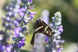 black and white Butterfly on Mystic Spires blue Salvia bloom in Austin Tx