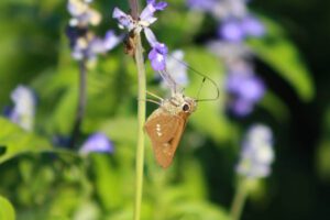 blue Salvia blooms with skipper Butterfly in Austin Tx garden