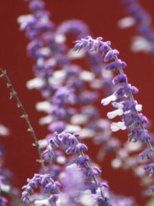Salvia Leucantha Mexican Bush Sage drought tolerant plant