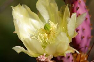 Santa Rita Cactus Bloom