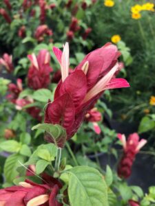 Shrimp Plant orange bloom drought tolerant perennial in Austin Texas