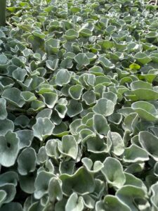 Silver Ponyfoot Groundcover