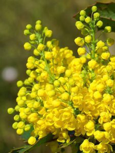 Mahonia 'Soft Caress’ drought tolerant perennial
