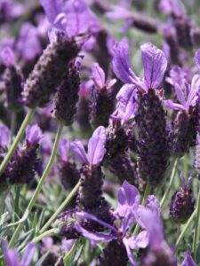 Spanish Lavender purple blooms