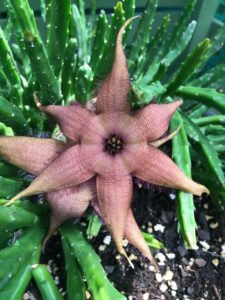 Stapelia Succulent star shaped bloom
