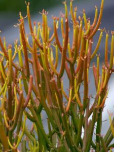 Sticks of Fire Succulent Sticks of Fire Succulent