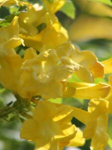 yellow Tecoma stans Esperanza ‘Yellow Bells’ texas native plant