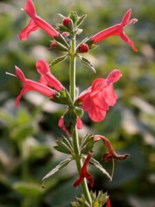 Texas Betony drought tolerant plant texas native