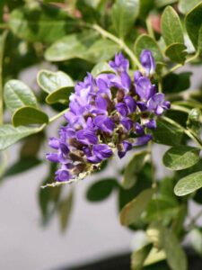 Texas Mountain Laurel bloom