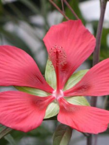 Texas Star Hibiscus red bloom