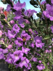 Texas Sage purple blooms- a Texas native drought tolerant plant