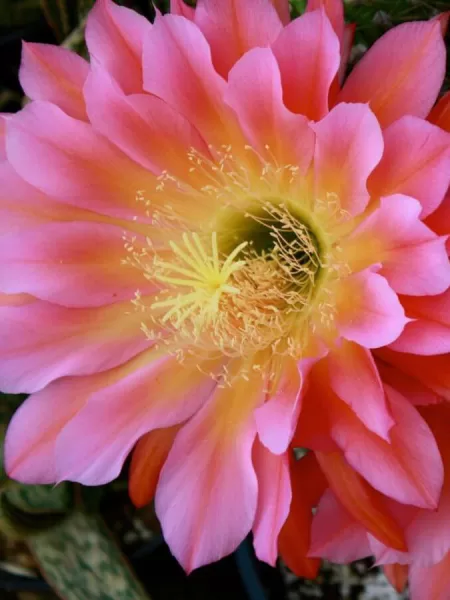 Trichocereus hybrid pink cactus bloom