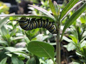 Tropical Butterfly Weed Tropical Butterfly Weed with caterpillar