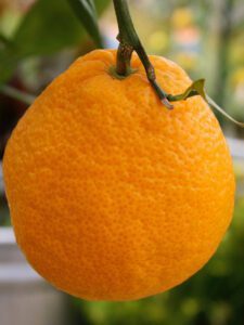 Valencia Orange Citrus tree in Austin, Texas large ripe orange colored orange hanging from tree