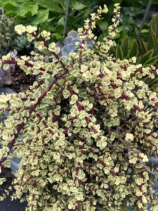 Variegated Portulacaria, Succulent low water plant