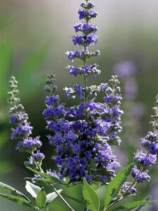 Vitex Chaste tree purple bloom