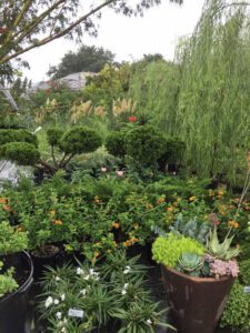Plants at Vivero Growers Nursery in Austin Texas