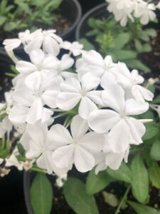 White Plumbago