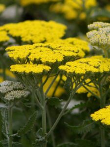 yellow Yarrow blooms drought tolerant plant