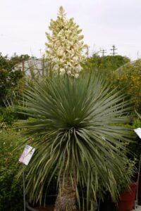 Yucca Rostrata with bloom spike in Austin Texas