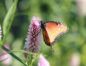 Pink Celosia bloom and QWueen butterfly in Austin Tx garden