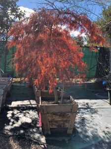 Acer palmatum ‘Crimson Queen’, trees and shrubs