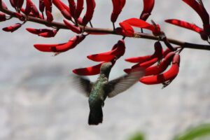 Hummingbird on coral bean red blooms