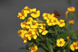 Mexican mint marigold bright yellow bloom clusters in Austin garden