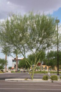 green bark of the Palo Verde Desert Museum Tree 