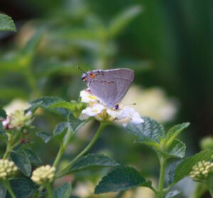 white hairstreak butterfly on white and yellow lantana blooms in an Austin garden