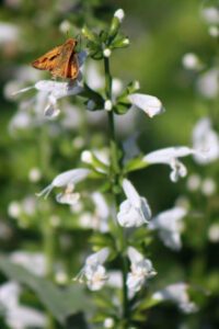 Skipper butterfly on Salvia coccinea white blooms in an Austin garden