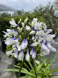 Agapanthus blue and white tubular blooms