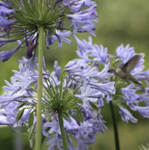Agapanthus blue blooms with a humingbird