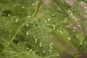 Asparagus setaceus