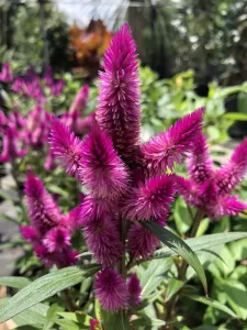 Celosia purple blooms up close Ausitn Tx