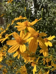 Copper Canyon Daisy yellow bright flowers