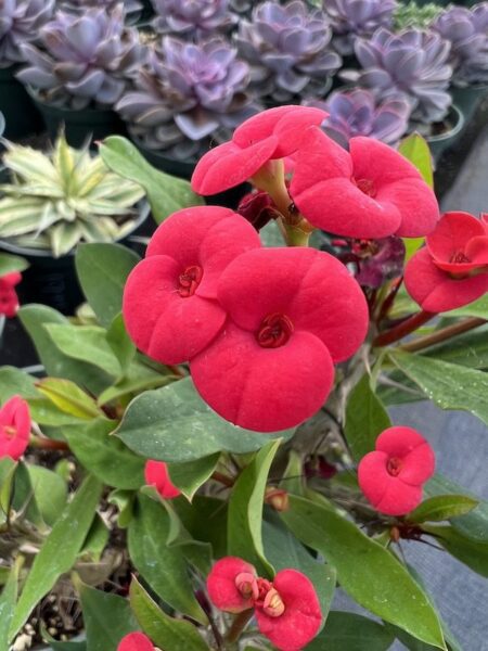 Crown of thorns red blooms